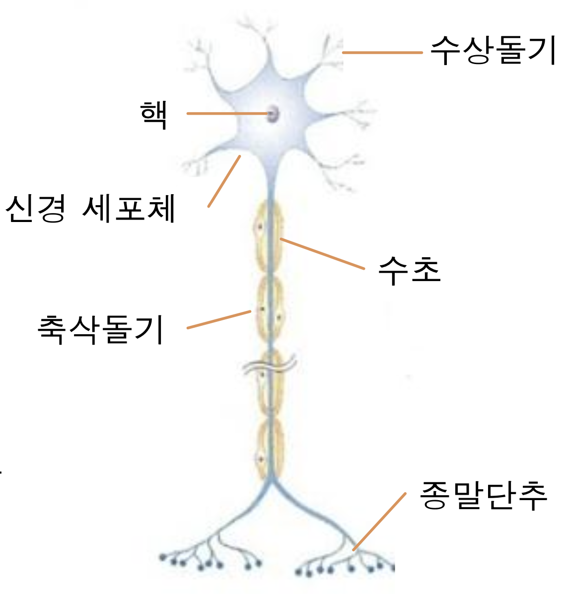 뉴런의 구조